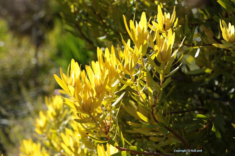 6 Bedroom Property for Sale in Piketberg Rural Western Cape